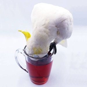 Витамини за папагали 34